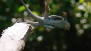 The Flying Draco Lizard ???? ｜ BBC Earth
