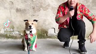 Chinese song with dog sound