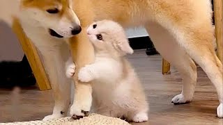 New Funniest Cats And Dogs Videos ???? Best Of The 2023 Funny Animal Videos ???? - Cutest Animals Ever