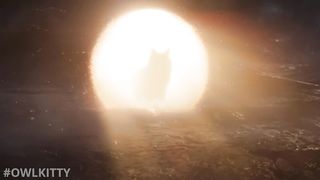 Avengers Endgame with my cat OwlKitty