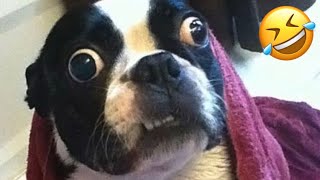 Funniest Cats And Dogs Videos ????????- Best Funny Animal Videos 2023 ????