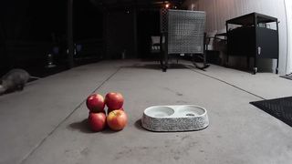 Possum Apple CRUNCH