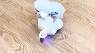 funny cat