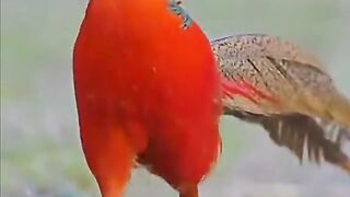Bird's