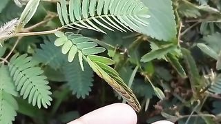 sensitive plant