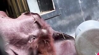 Funny Monkey Viral Video