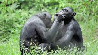 Funny Monkey Viral Video