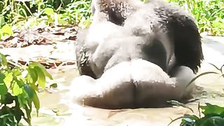 Funny Monkey Viral Video