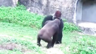 Funny Monkey Viral Video