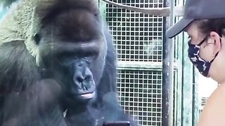 Funny Monkey Viral Video