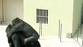 Funny Monkey Viral Video