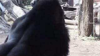 Funny Monkey Viral Video
