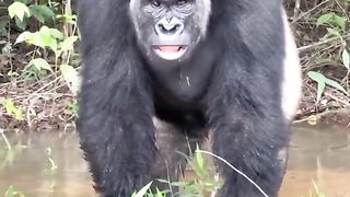 Funny Monkey Viral Video