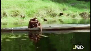 Funny Monkey Viral Video