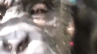 Funny Monkey Viral Video