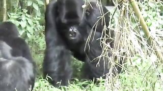 Funny Monkey Viral Video