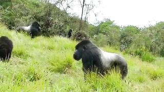 Funny Monkey Viral Video