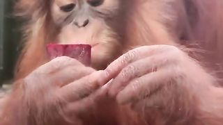 Funny Monkey Viral Video