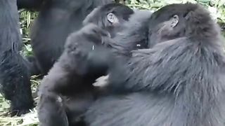 Funny Monkey Viral Video