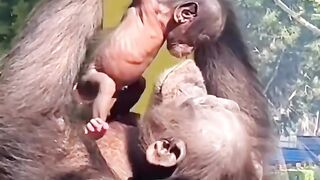 Funny Monkey Viral Video