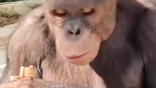Funny Monkey Viral Video