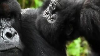 Funny Monkey Viral Video