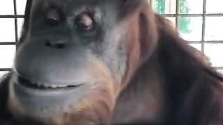 Funny Monkey Viral Video
