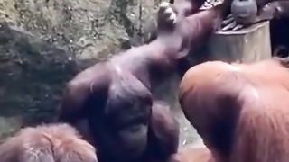 Funny Monkey Viral Video