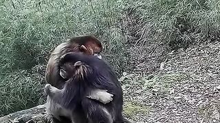 Funny Monkey Viral Video