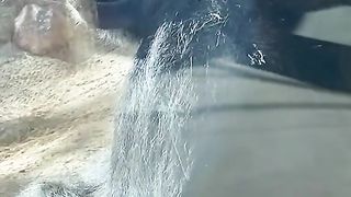 Funny Monkey Viral Video
