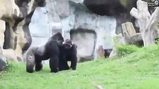 Funny Monkey Viral Video
