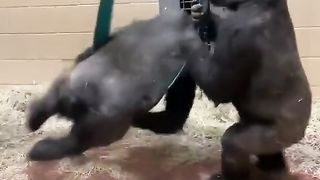 Funny Monkey Viral Video