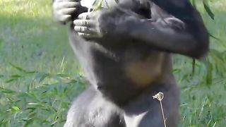 Funny Monkey Viral Video