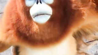 Funny Monkey Viral Video
