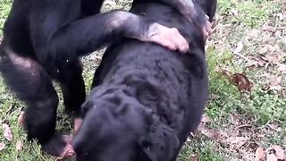 Funny Monkey Viral Video