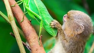 Funny Monkey Viral Video