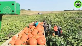 The Most Modern Agriculture Machines That Are At Another Level , How To Harvest Pumkins In Farm