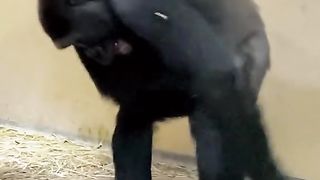 Funny Monkey Viral Video