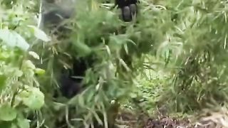 Funny Monkey Viral Video