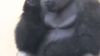 Funny Monkey Viral Video