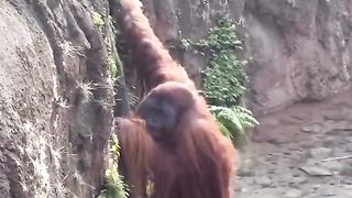 Funny Monkey Viral Video
