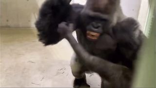 Funny Monkey Viral Video