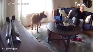 Things cannot be said between dog and owner????FUNNIEST Dogs and Human