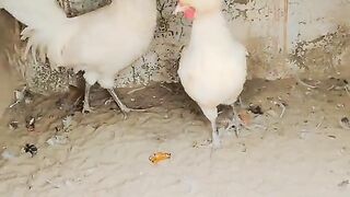 White friends
