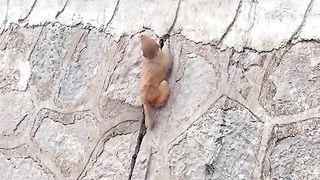 monkey child trapped on a cliff poor thing
