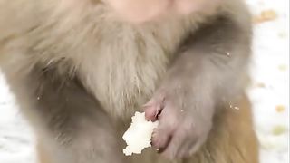 The monkey's mouth is full of food