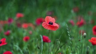 Red Flower