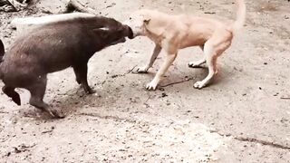 Funny comedy pig and dogs ???????? hahaha
