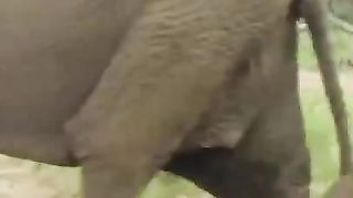 Baby Elephant's First Steps ????