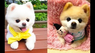 Funny and Cute Pomeranian- Pomeranian Dog {[4}] FUNNY VIDEOS/FUNNY VIDEOS